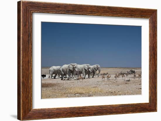 A Group of Bull Elephants, Springbok and Oryx at a Watering Hole-Alex Saberi-Framed Photographic Print