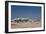 A Group of Bull Elephants, Springbok and Oryx at a Watering Hole-Alex Saberi-Framed Photographic Print