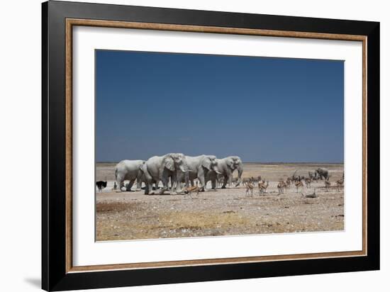 A Group of Bull Elephants, Springbok and Oryx at a Watering Hole-Alex Saberi-Framed Photographic Print