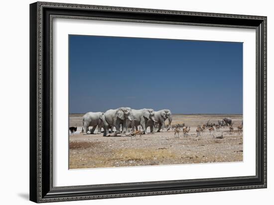 A Group of Bull Elephants, Springbok and Oryx at a Watering Hole-Alex Saberi-Framed Photographic Print