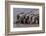 A group of Burchell's zebras, drink from a waterhole. Etosha National Park, Namibia.-Sergio Pitamitz-Framed Photographic Print