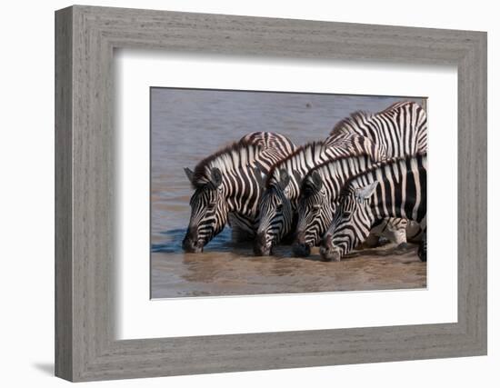 A group of Burchell's zebras, drink from a waterhole. Etosha National Park, Namibia.-Sergio Pitamitz-Framed Photographic Print