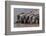 A group of Burchell's zebras, drink from a waterhole. Etosha National Park, Namibia.-Sergio Pitamitz-Framed Photographic Print