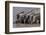 A group of Burchell's zebras, drink from a waterhole. Etosha National Park, Namibia.-Sergio Pitamitz-Framed Photographic Print