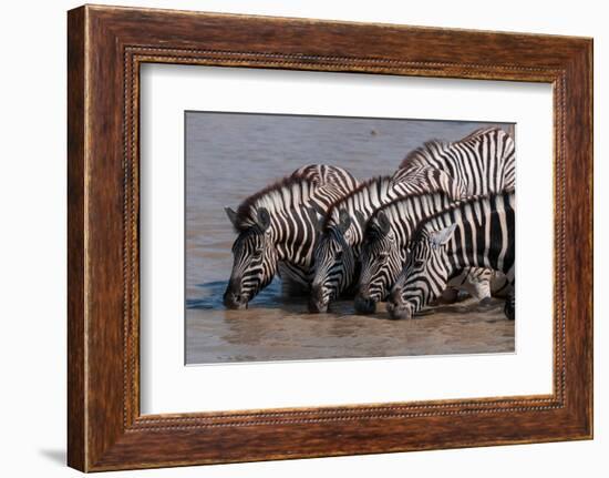 A group of Burchell's zebras, drink from a waterhole. Etosha National Park, Namibia.-Sergio Pitamitz-Framed Photographic Print