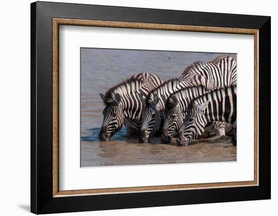 A group of Burchell's zebras, drink from a waterhole. Etosha National Park, Namibia.-Sergio Pitamitz-Framed Photographic Print