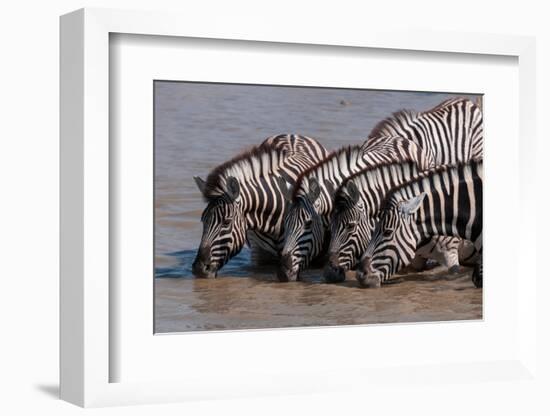 A group of Burchell's zebras, drink from a waterhole. Etosha National Park, Namibia.-Sergio Pitamitz-Framed Photographic Print