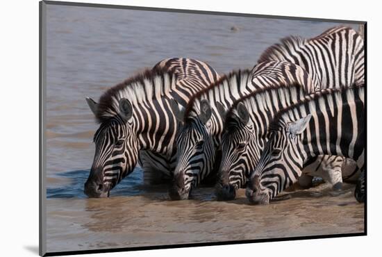 A group of Burchell's zebras, drink from a waterhole. Etosha National Park, Namibia.-Sergio Pitamitz-Mounted Photographic Print