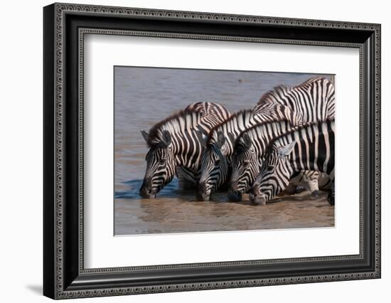 A group of Burchell's zebras, drink from a waterhole. Etosha National Park, Namibia.-Sergio Pitamitz-Framed Photographic Print