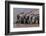 A group of Burchell's zebras, drink from a waterhole. Etosha National Park, Namibia.-Sergio Pitamitz-Framed Photographic Print