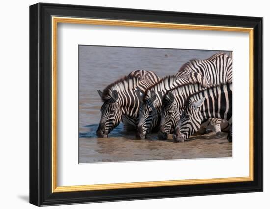 A group of Burchell's zebras, drink from a waterhole. Etosha National Park, Namibia.-Sergio Pitamitz-Framed Photographic Print