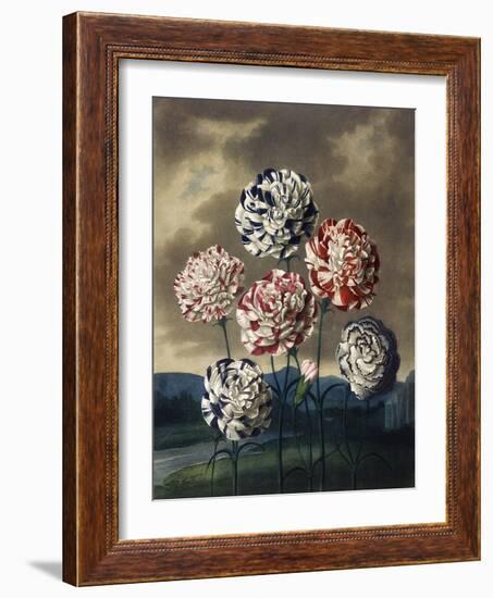 A Group of Carnations-null-Framed Art Print