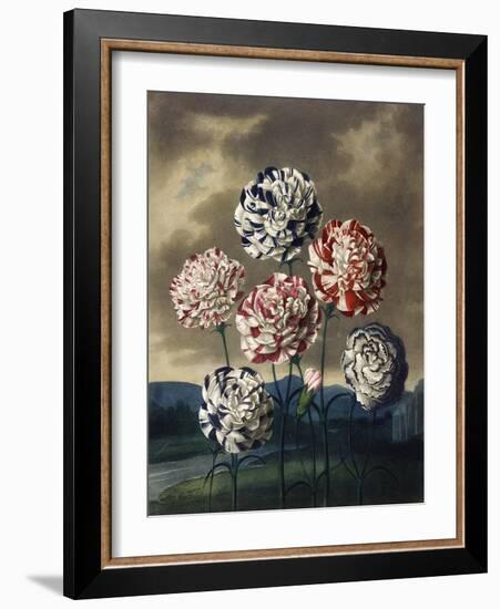 A Group of Carnations-null-Framed Art Print