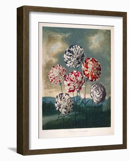 A Group of Carnations-null-Framed Giclee Print