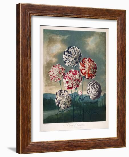 A Group of Carnations-null-Framed Giclee Print