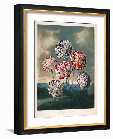 A Group of Carnations-null-Framed Giclee Print