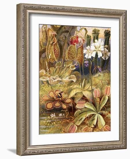 A Group of Carnivorous Plants, Illustration from 'Wonders of Land and Sea' by Graeme Williams-Theobald Carreras-Framed Giclee Print