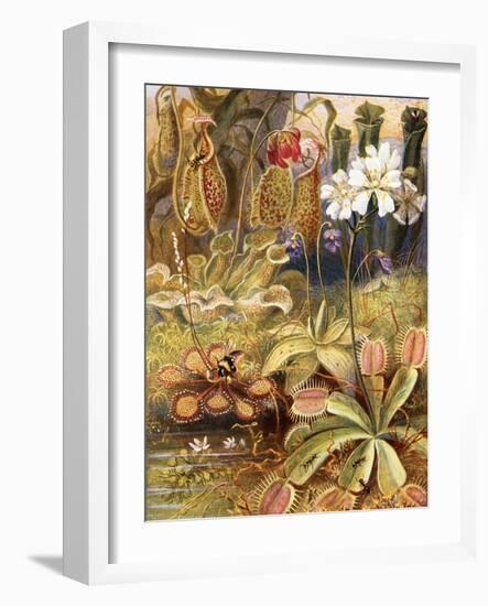 A Group of Carnivorous Plants, Illustration from 'Wonders of Land and Sea' by Graeme Williams-Theobald Carreras-Framed Giclee Print