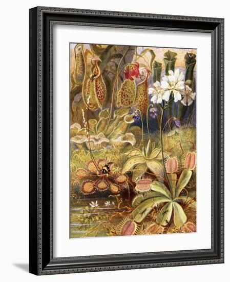 A Group of Carnivorous Plants, Illustration from 'Wonders of Land and Sea' by Graeme Williams-Theobald Carreras-Framed Giclee Print