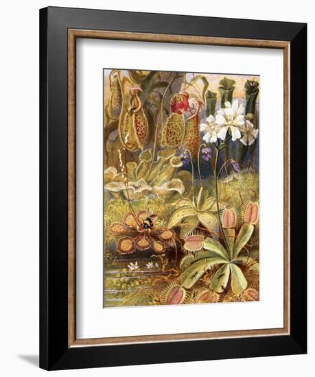 A Group of Carnivorous Plants, Illustration from 'Wonders of Land and Sea' by Graeme Williams-Theobald Carreras-Framed Giclee Print