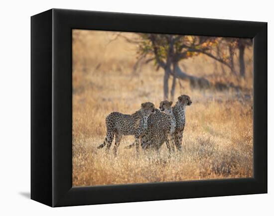 A Group of Cheetah on the Lookout for a Nearby Leopard in Namibia's Etosha National Park-Alex Saberi-Framed Premier Image Canvas