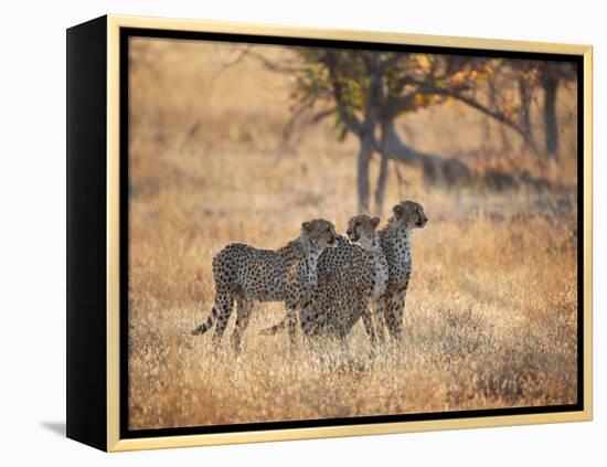 A Group of Cheetah on the Lookout for a Nearby Leopard in Namibia's Etosha National Park-Alex Saberi-Framed Premier Image Canvas