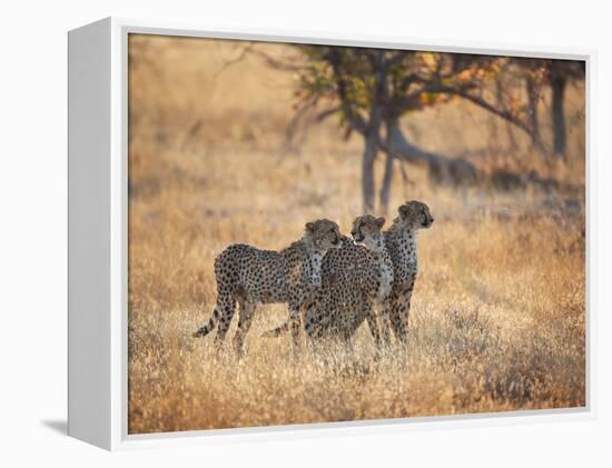A Group of Cheetah on the Lookout for a Nearby Leopard in Namibia's Etosha National Park-Alex Saberi-Framed Premier Image Canvas