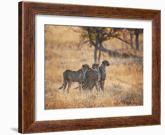 A Group of Cheetah on the Lookout for a Nearby Leopard in Namibia's Etosha National Park-Alex Saberi-Framed Photographic Print