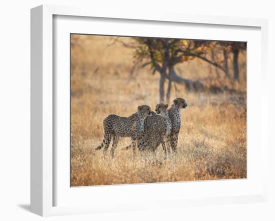 A Group of Cheetah on the Lookout for a Nearby Leopard in Namibia's Etosha National Park-Alex Saberi-Framed Photographic Print