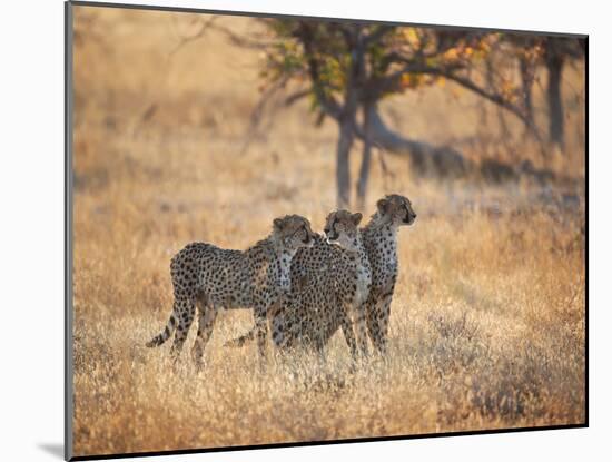 A Group of Cheetah on the Lookout for a Nearby Leopard in Namibia's Etosha National Park-Alex Saberi-Mounted Photographic Print