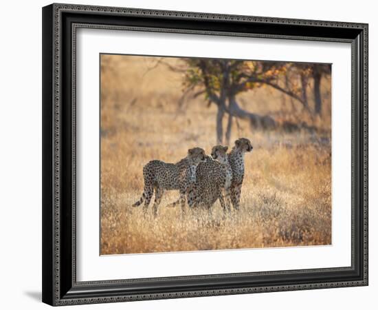 A Group of Cheetah on the Lookout for a Nearby Leopard in Namibia's Etosha National Park-Alex Saberi-Framed Photographic Print