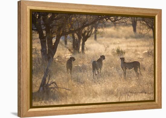 A Group of Cheetahs, Acinonyx Jubatus, on the Lookout for a Nearby Leopard at Sunset-Alex Saberi-Framed Premier Image Canvas