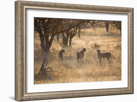 A Group of Cheetahs, Acinonyx Jubatus, on the Lookout for a Nearby Leopard at Sunset-Alex Saberi-Framed Photographic Print