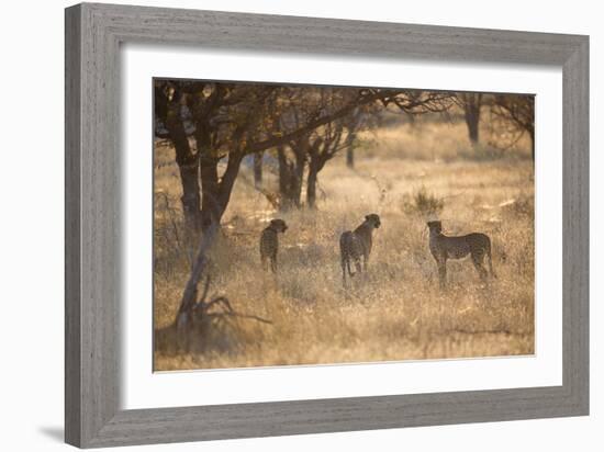 A Group of Cheetahs, Acinonyx Jubatus, on the Lookout for a Nearby Leopard at Sunset-Alex Saberi-Framed Photographic Print