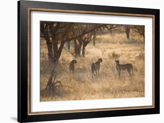 A Group of Cheetahs, Acinonyx Jubatus, on the Lookout for a Nearby Leopard at Sunset-Alex Saberi-Framed Photographic Print