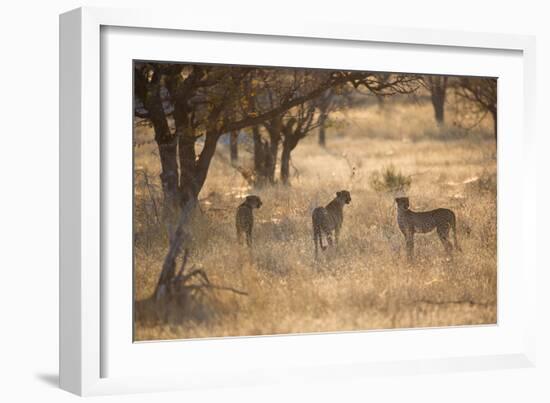 A Group of Cheetahs, Acinonyx Jubatus, on the Lookout for a Nearby Leopard at Sunset-Alex Saberi-Framed Photographic Print