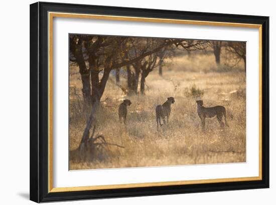 A Group of Cheetahs, Acinonyx Jubatus, on the Lookout for a Nearby Leopard at Sunset-Alex Saberi-Framed Photographic Print