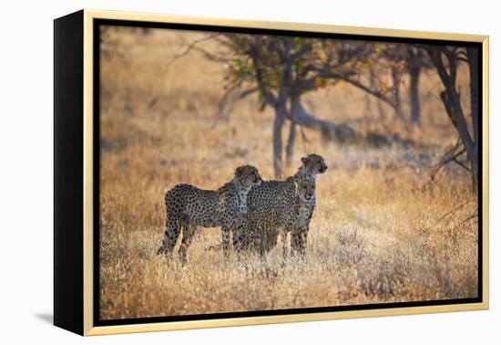 A Group of Cheetahs, Acinonyx Jubatus, on the Lookout for a Nearby Leopard at Sunset-Alex Saberi-Framed Premier Image Canvas