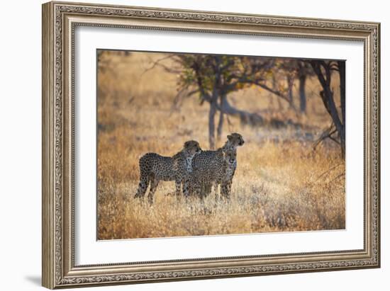 A Group of Cheetahs, Acinonyx Jubatus, on the Lookout for a Nearby Leopard at Sunset-Alex Saberi-Framed Photographic Print