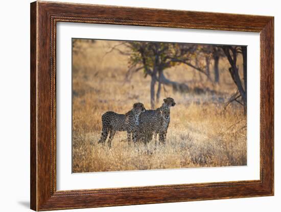 A Group of Cheetahs, Acinonyx Jubatus, on the Lookout for a Nearby Leopard at Sunset-Alex Saberi-Framed Photographic Print