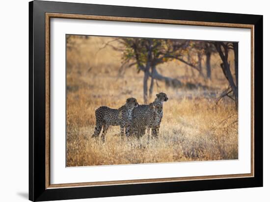 A Group of Cheetahs, Acinonyx Jubatus, on the Lookout for a Nearby Leopard at Sunset-Alex Saberi-Framed Photographic Print