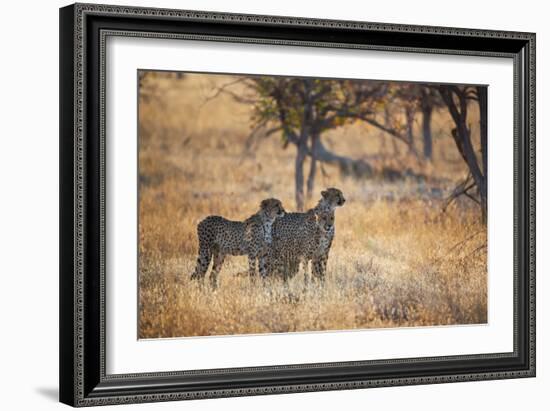 A Group of Cheetahs, Acinonyx Jubatus, on the Lookout for a Nearby Leopard at Sunset-Alex Saberi-Framed Photographic Print