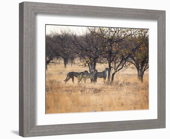 A Group of Cheetahs, Acinonyx Jubatus, on the Lookout for a Nearby Leopard at Sunset-Alex Saberi-Framed Photographic Print