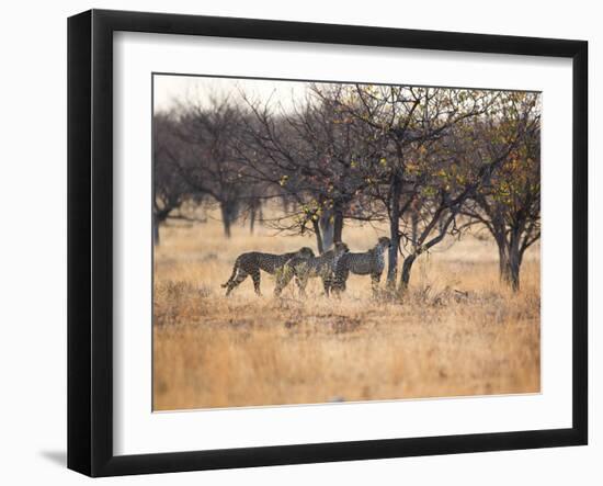 A Group of Cheetahs, Acinonyx Jubatus, on the Lookout for a Nearby Leopard at Sunset-Alex Saberi-Framed Photographic Print