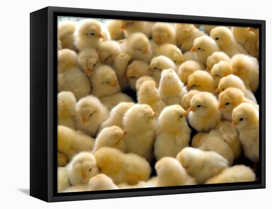 A Group Of Chick-Eky Studio-Framed Premier Image Canvas