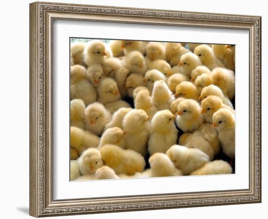 A Group Of Chick-Eky Studio-Framed Photographic Print