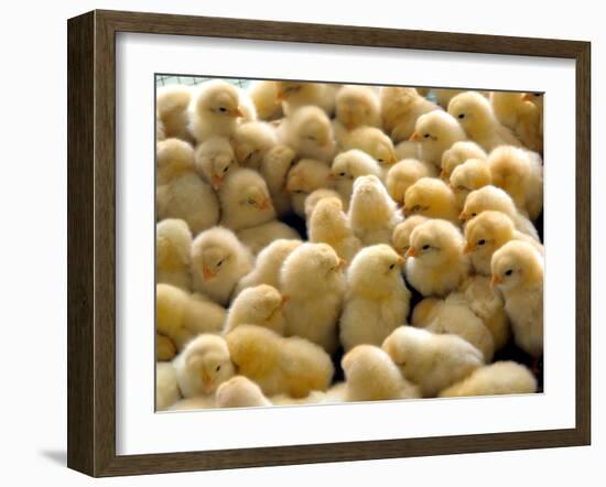 A Group Of Chick-Eky Studio-Framed Photographic Print