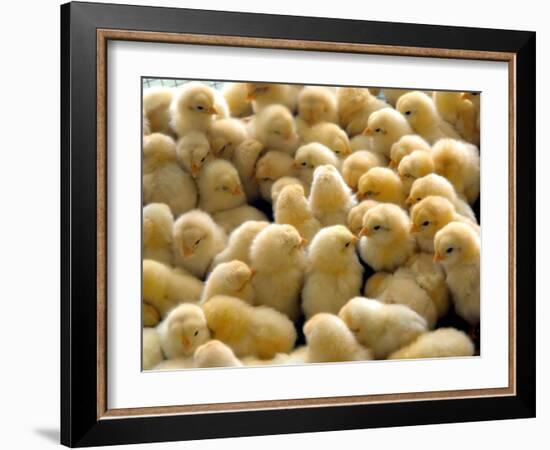 A Group Of Chick-Eky Studio-Framed Photographic Print