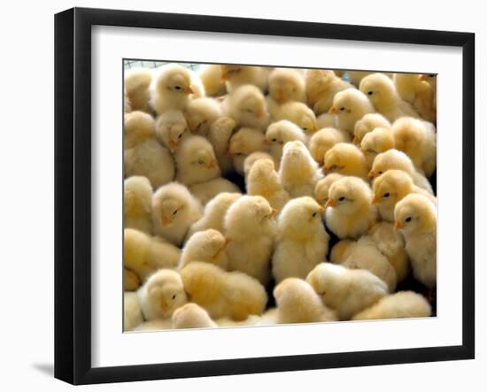 A Group Of Chick-Eky Studio-Framed Photographic Print