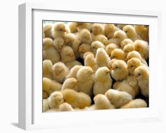 A Group Of Chick-Eky Studio-Framed Photographic Print